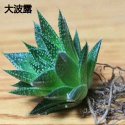 波露 波路多肉植物 多浆 大10cm以上 创意 花卉 好养 盆栽