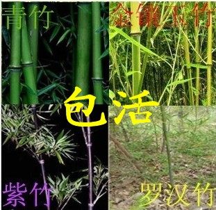 竹子苗 出售竹苗 清水淡竹 青竹苗 紫竹 金镶玉竹 罗汉竹