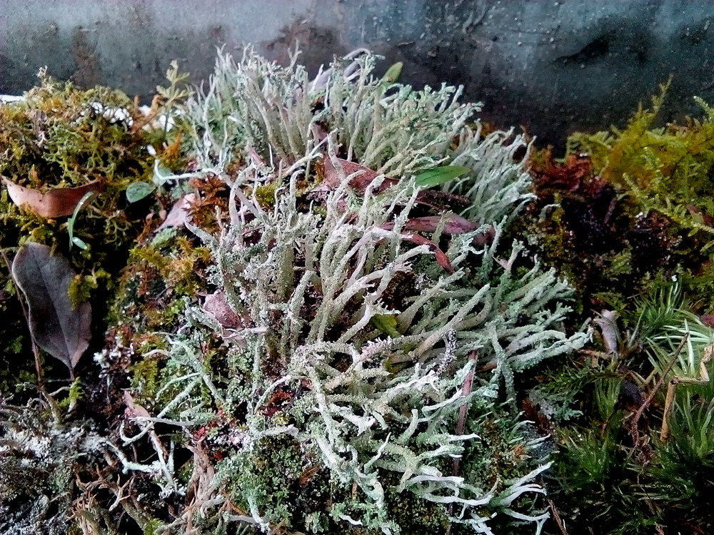 本土小型植物裂芽 地衣苔藓微景观 水陆缸生态缸热带雨林造景盆栽