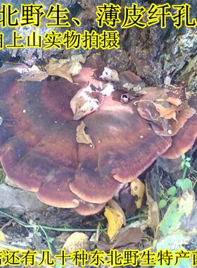 东北特产长白山野生灵芝孔菌包邮