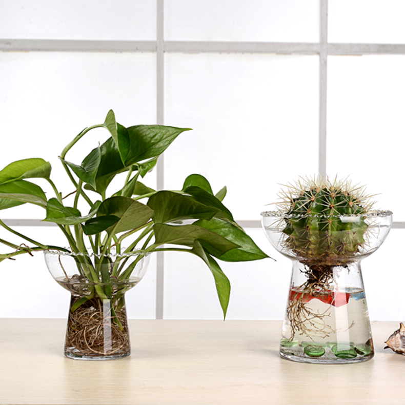 水培绿萝仙人球电脑桌旁玻璃花瓶
