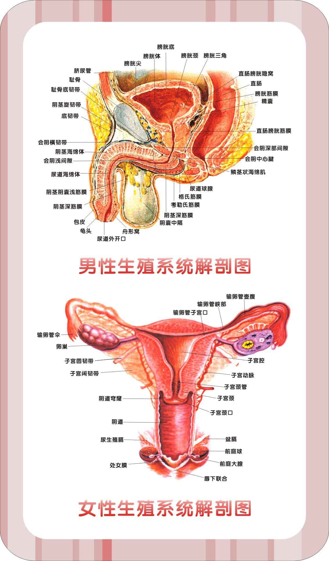 735海报印制展板写真喷绘贴纸861男女生殖系统图