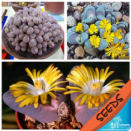 宝翠玉混合种子 lithops divergens mixed 生石花种子 20粒