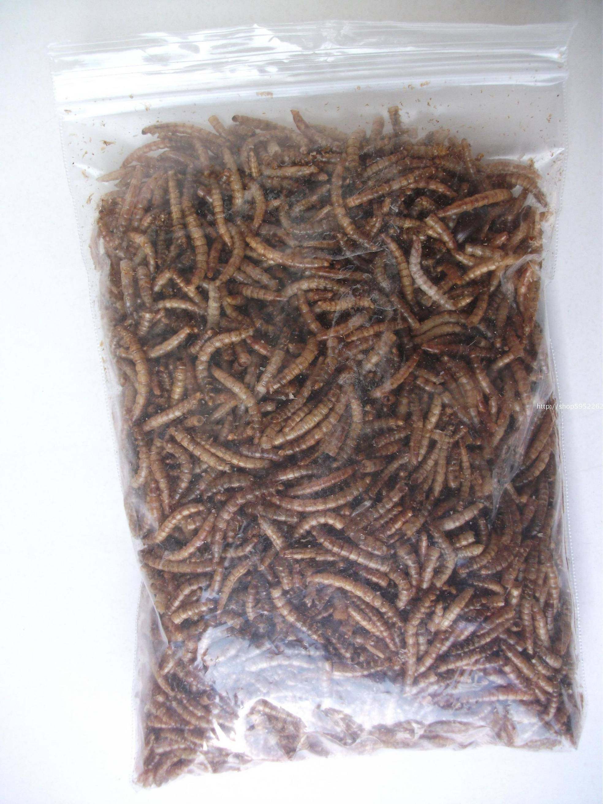面包虫 干虫子 烘干虫 仓鼠粮食 金丝熊主粮 干黄粉虫  100g