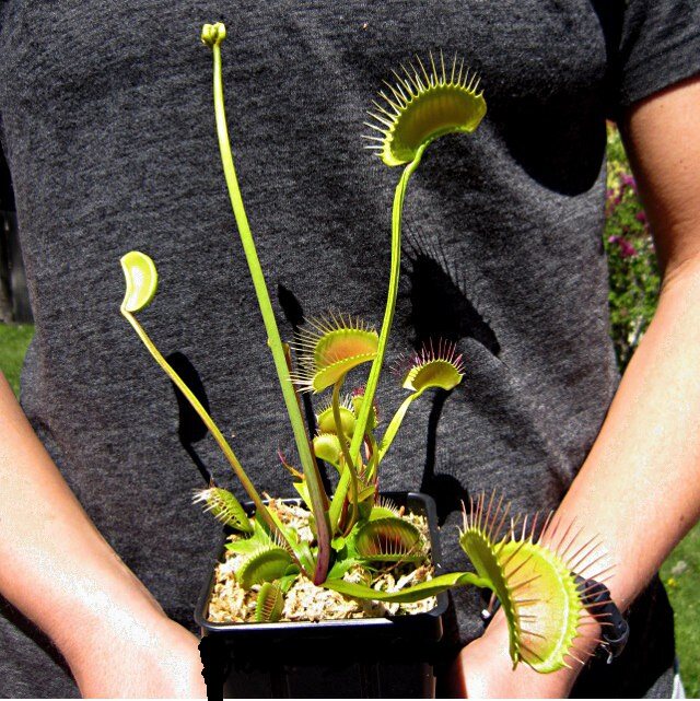 食虫植物-铁塔巨人捕蝇草   大型捕蝇草!towering giant