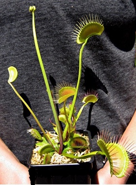 食虫植物-铁塔巨人捕蝇草   大型捕蝇草！TOWERING GIANT