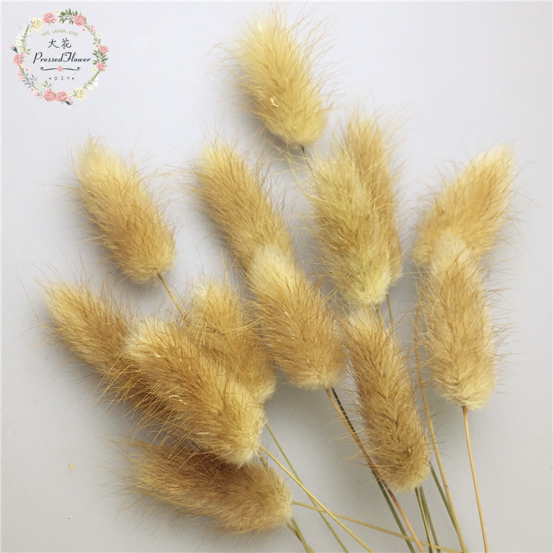 包邮兔尾草原色和染白色毛绒动物画押花客厅装饰摆设ins狗尾巴草