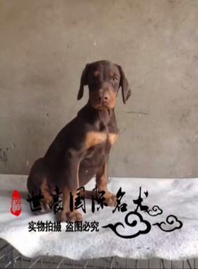 血统美系咖啡红棕色赛级杜宾犬