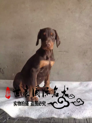 血统美系咖啡红棕色赛级杜宾犬