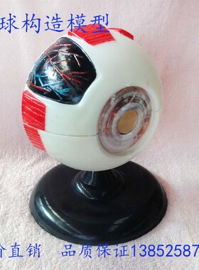 39054 眼球构造模型 眼球解刨模型 生物实验器材 教学仪器