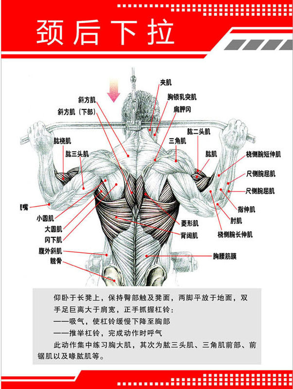 717海报印制展板写真喷绘贴纸116健身房肌肉挂图4颈后下拉