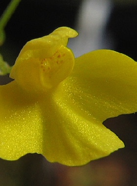食虫植物-软叶狸藻Utricularia flaccida捕蝇草茅膏菜捕虫堇