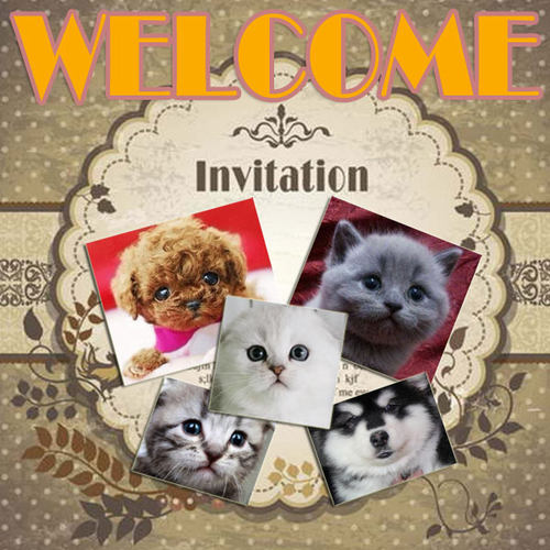 定金专拍链接/CFA猫舍/CKU犬舍直营宠物狗 英短 布偶猫等活体宠物