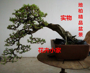 中大型地柏盆景 孔雀凤凰松柏树盆景树桩 松树盆景植物迎客松盆景