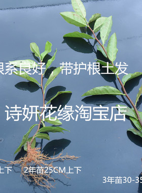 浙江龙井绿茶叶茶树余姚瀑布仙茗 四明龙尖雀舌 等茶叶树苗