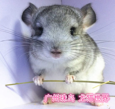 2个月大 龙猫宝宝 可爱银斑MM 广州龙猫世界 欢迎到店挑选