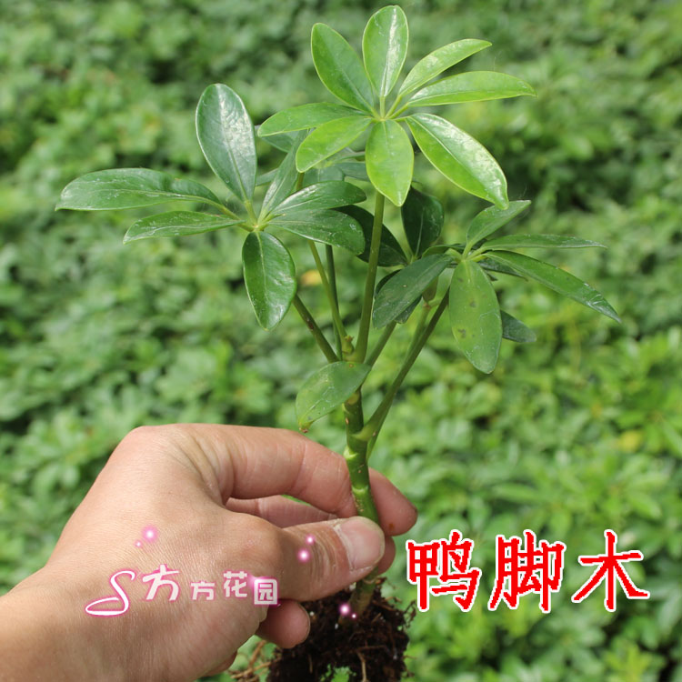 观叶植物 盆栽鸭脚木小苗2元一棵 阳台花卉植物