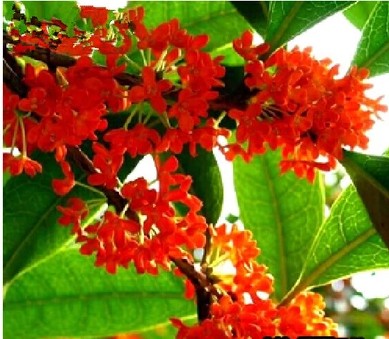 桂花树苗庭院丹桂朱砂红桂花苗 桂花树 精品桂花品种