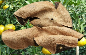 包邮正宗新会特产七年旧陈皮大红正宗新会梅江化 痰开 胃健 250g