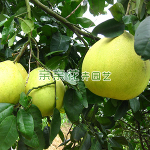 大果型蜜柚树苗超甜锦香糖柚苗 果大无籽,味浓甜果树苗果苗嫁接苗