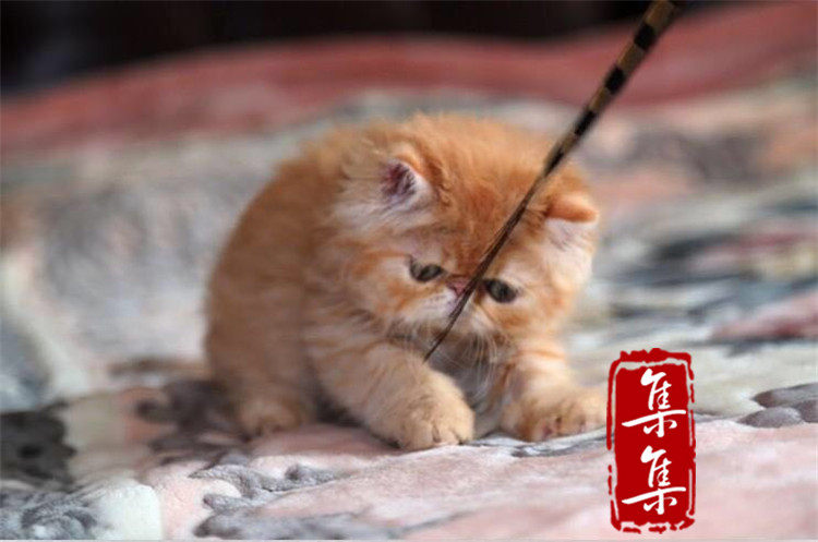 集集名猫 异国长毛猫 加菲猫 猫咪