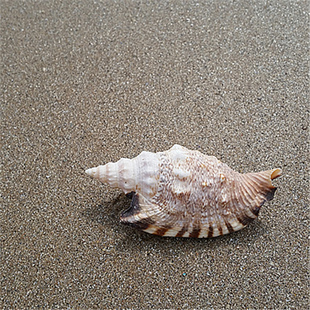鱼缸造景婚庆地台布置 天然大海螺贝壳海星白珊瑚摆件货源 燕尾螺