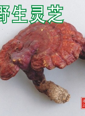 野生红灵芝整枝中大朵250g包邮 非紫芝 食药同源天然四川赤芝丹芝