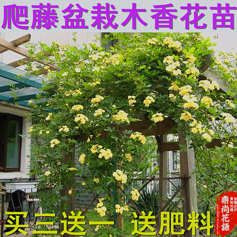 木香花苗花架庭院攀援爬藤植物七里香十里香蔷薇香味浓郁绿植花卉