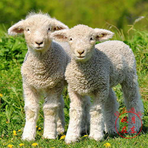 diy钻石画动物两只可爱小羊贴钻画方钻满钻十字绣钻石绣客厅 包邮