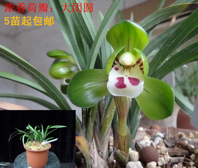 最香的兰花 特价15元/苗 兰草矮种荷瓣 春兰大团圆 5苗75元包邮