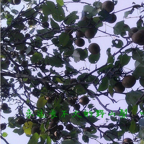 冬梨2018年深山野梨子百年老树野生特产新鲜水果可以烤了吃的梨