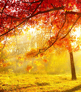 风景画海报秋景枫叶林黄金叶遍地黄金海报画卧室客厅装饰画J1126C