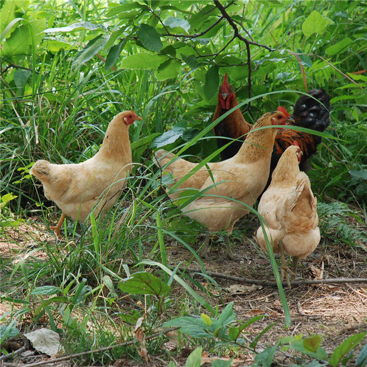 北京正宗农家老母土鸡农家散养野外整鸡农村月子柴鸡笨鸡现杀现发,水产肉类/新鲜蔬果/熟食,整鸡/整鸡制品,淘宝优惠券,粉丝福利购,淘宝优惠卷
