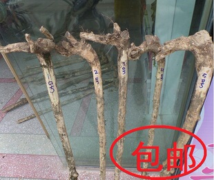 小叶黄杨木拐杖料 龙头拐杖料 黄杨木根雕 手把件 小叶黄杨原木料