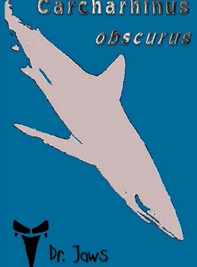 【预售】Carcharhinus Obscurus
