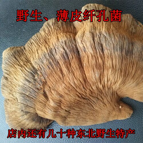 薄皮薄皮纤孔菌长白山野生长白山