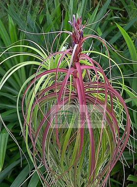 展示 空气凤梨 Tillandsia Balbisiana x Velutina 柳叶天鹅