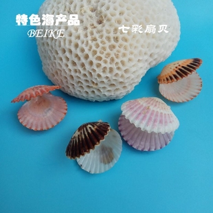 饰品地中海 贝壳海螺天然大号七彩扇贝鱼缸水族箱造景地台贴墙装