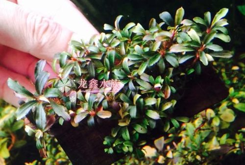 布朗尼幻影单头繁殖株辣椒榕