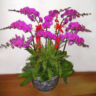 蝴蝶兰8枝装观花带根盆栽年宵盆景花卉兰花速递室内植物同城速递