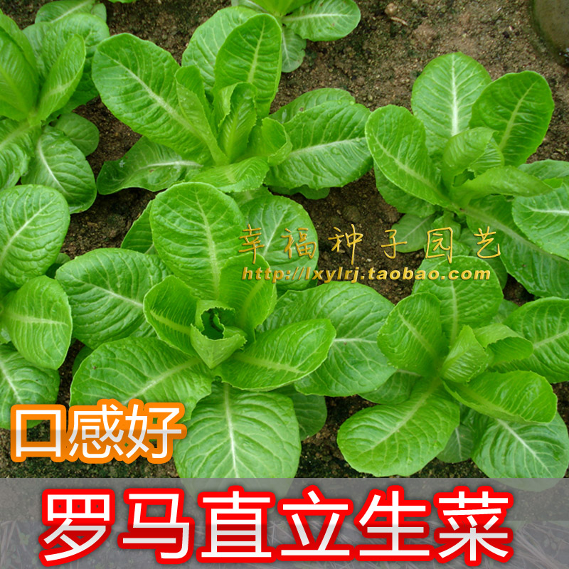 【罗马直立生菜种子】适合水培孔雀菜莴苣种子耐寒口感好秋冬播种 鲜花速递/花卉仿真/绿植园艺 家庭园艺种子 原图主图