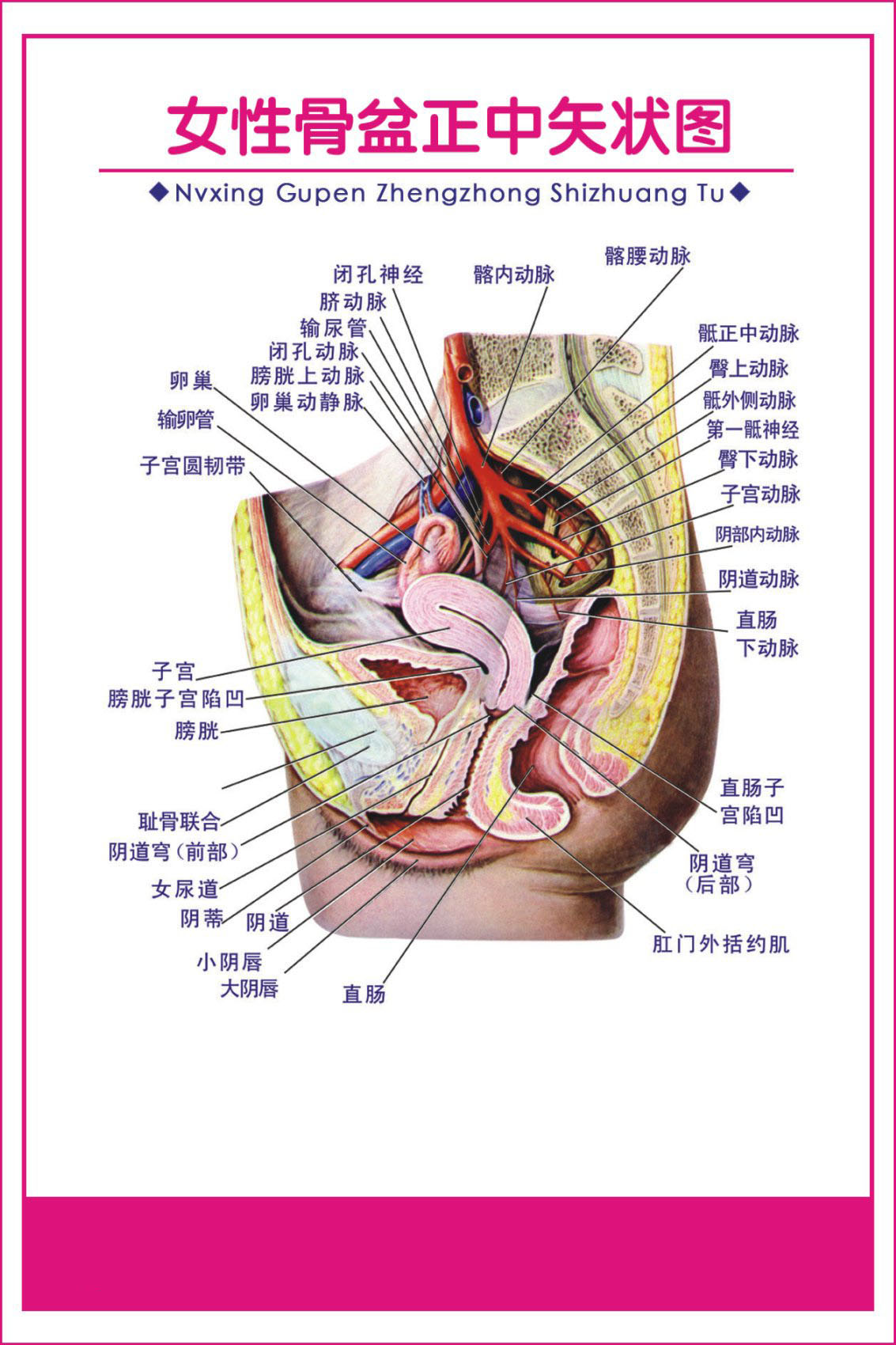 722海报印制展板写真喷绘贴纸201妇科解剖图2女性骨盆正中失状图