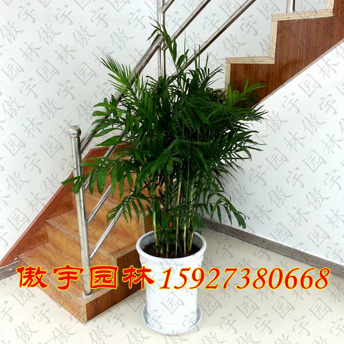 夏威夷椰子 室内大型除甲醛植物盆栽办公室耐寒花卉绿植盆景