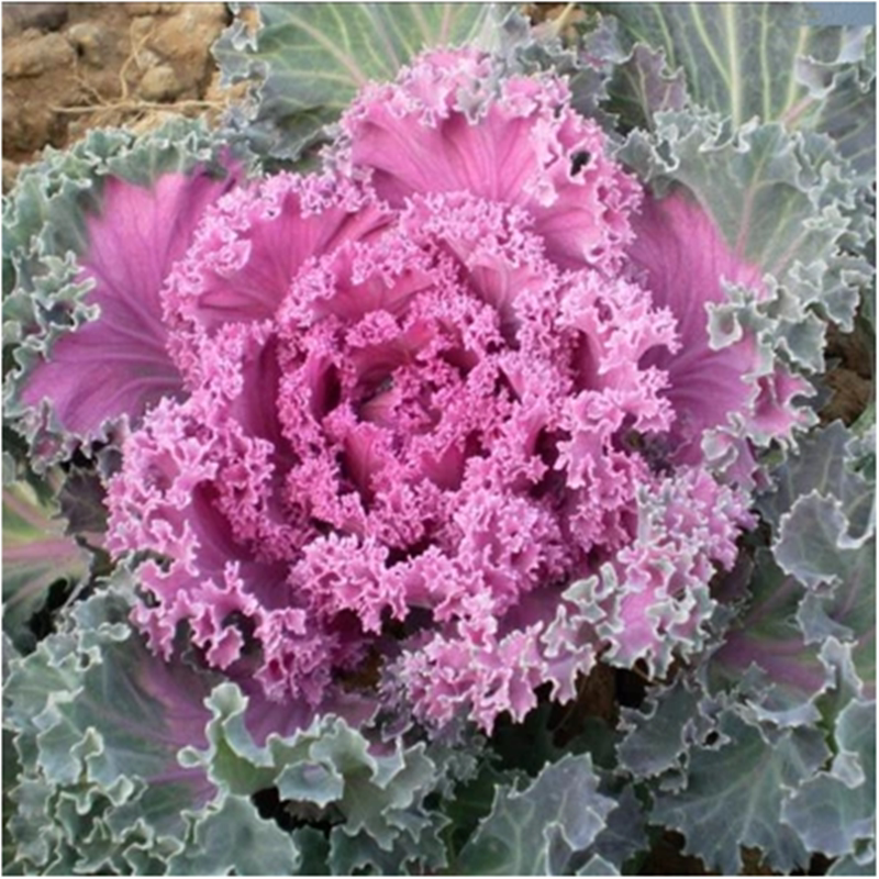 日本羽衣甘蓝种子京羽红2号羽衣甘蓝种子观光园红色白色