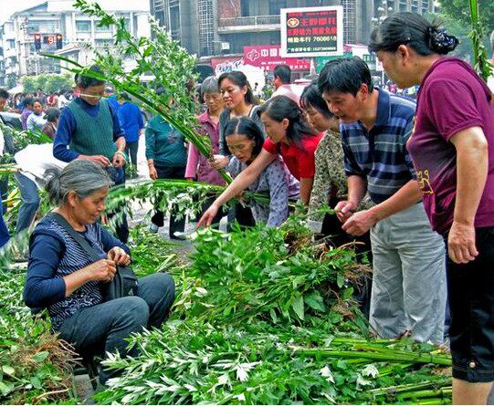 新鲜艾叶蕲艾月子产后泡澡去湿气