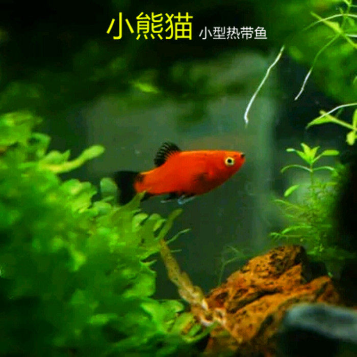 Hui Sheng Aquarium Ornamental fish small-scale Tropical Fish Viviparous Panda fish Mickey Black-tailed Moonlight Freshwater fishin the Pet/Pet food and supplies , Aqua World , Fish  category - from Buy2taobao.com to provide professional Taobao agent buy service