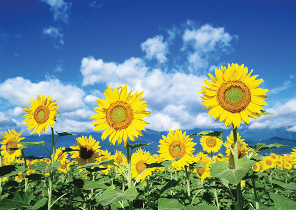 鲜花花朵海报 薰衣草向日葵郁金香自然田园风景装饰大贴画J2758B
