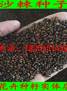 沙棘种子大果小果带刺沙枣醋固沙