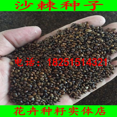 沙棘种子大果小果带刺沙枣醋固沙