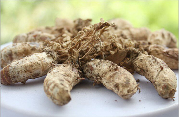 中药材 金蝉花 野生新货 土蝉花 蝉菌 蝉蛹草 虫花 250克